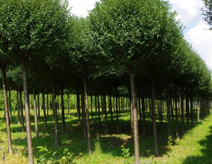 Třešeň křovitá ´Umbraculifera´ na kmínku 120cm