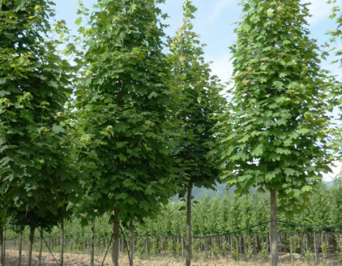 Javor mléč Columnare