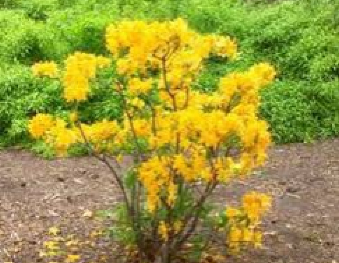 Azalka velkokvětá ´Golden light´