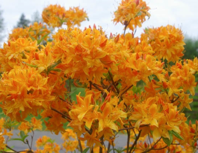 Azalka velkokvětá ´Golden light´