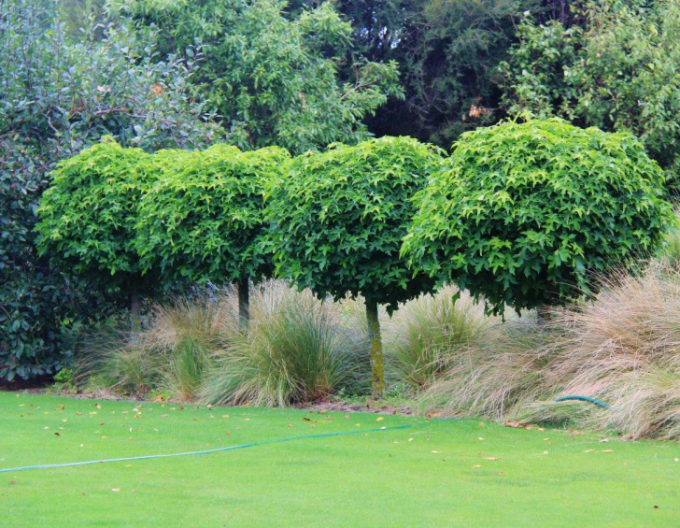 Ambroň Gumball na kmínku