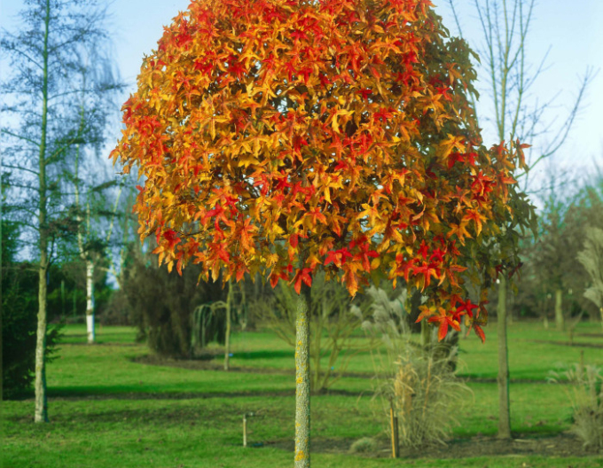 Ambroň Gumball na kmínku