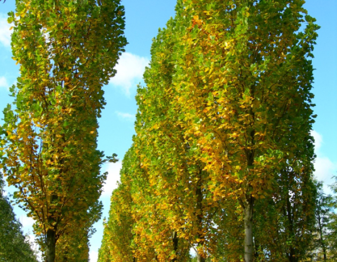 Liliovník tulipánokvětý (Liriodendron tulipifera) na kmínku 140cm