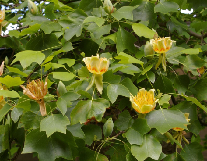 Liliovník tulipánokvětý (Liriodendron tulipifera) na kmínku 140cm