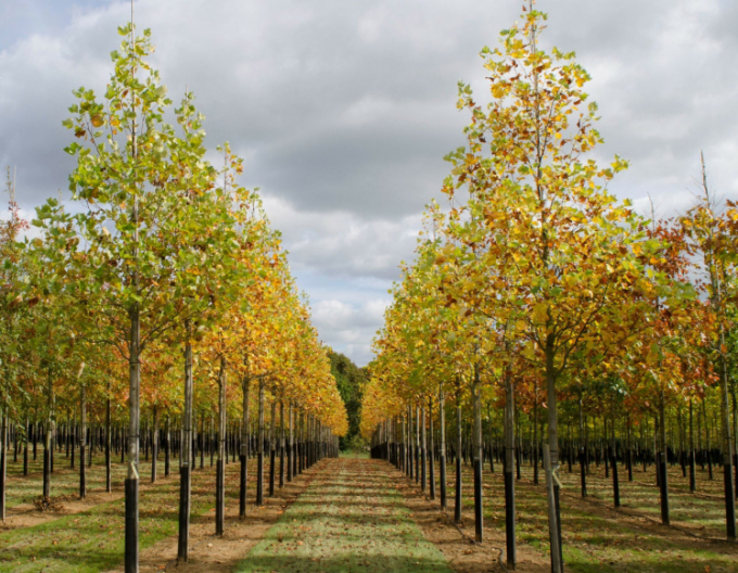 Liliovník tulipánokvětý (Liriodendron tulipifera) na kmínku 140cm