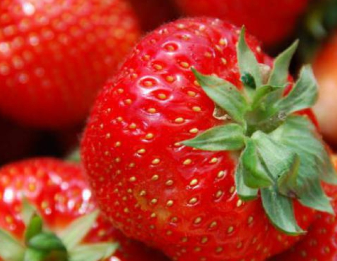 Jahodník jednouplodící ’Honeoye’