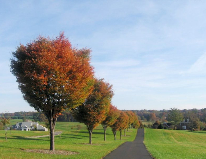 Zelkova serrata (Zelkova serrata)