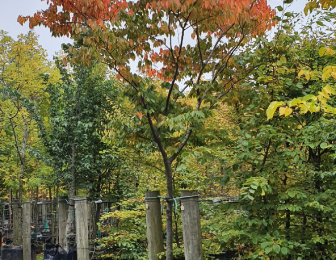 Zelkova serrata (Zelkova serrata)