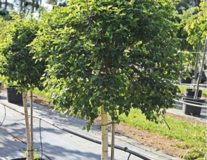 Převislá bříza Magic Globe na kmínku