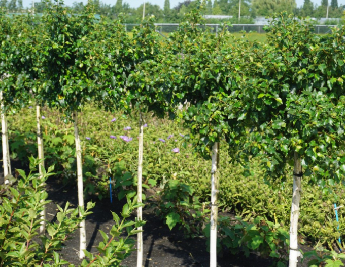 Převislá bříza Magic Globe na kmínku