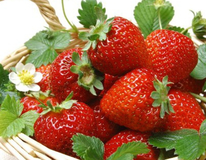 Jahodník jednouplodící ’Elsanta’