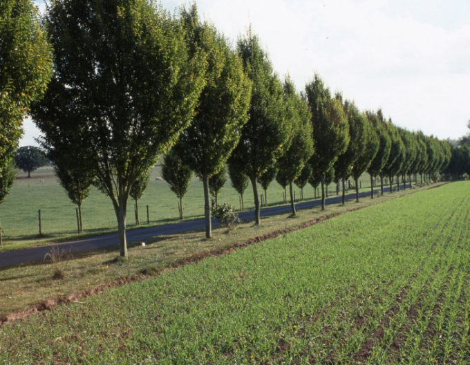 Habr obecný Pyramidalis