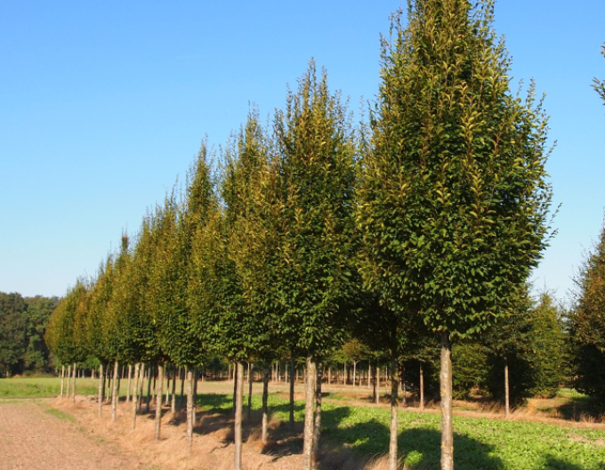 Habr obecný Pyramidalis