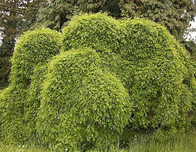 Sophora japonská ´Pendula´