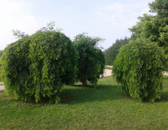 Sophora japonská ´Pendula´