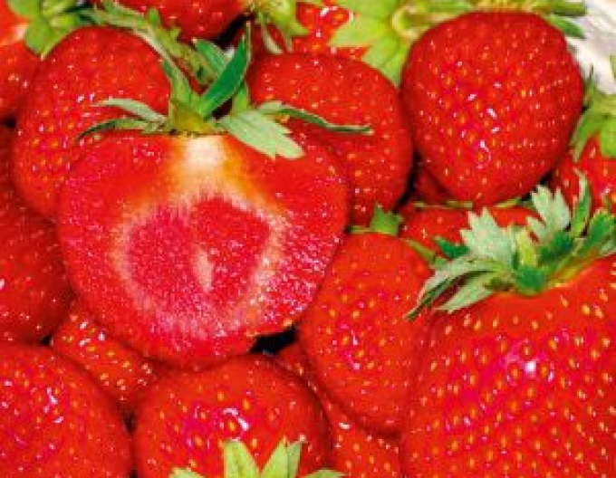 Jahodník jednouplodící ’Sonáta’