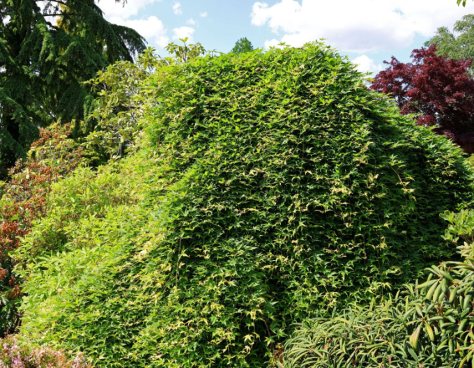 Javor dlanitolistý ´Rhyusen´ na kmínku