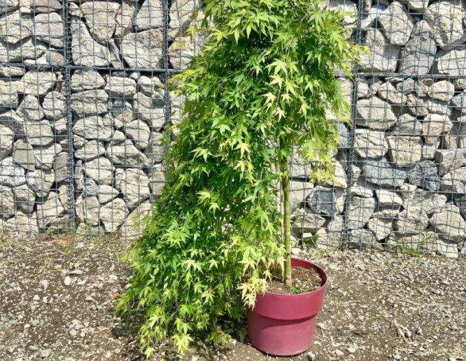 Javor dlanitolistý ´Rhyusen´ na kmínku