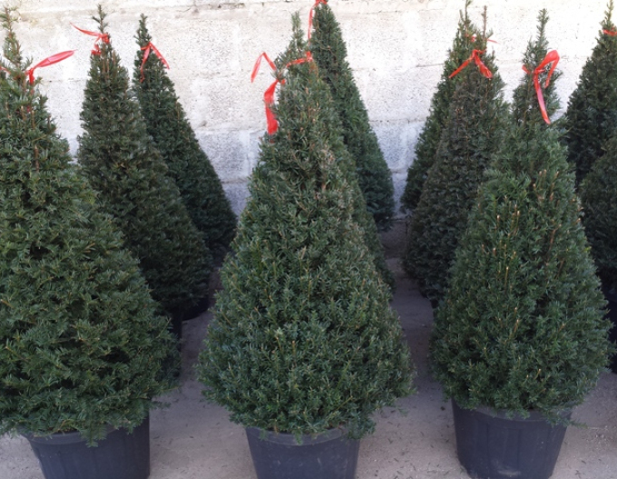 Tis červený ´Cono´