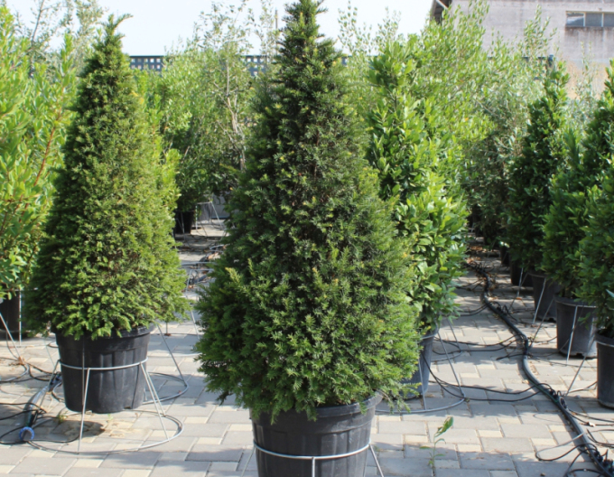 Tis červený ´Cono´