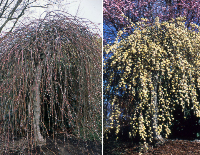 Vysoká převislá vrba ´Kilmarnock´ na kmínku 80cm