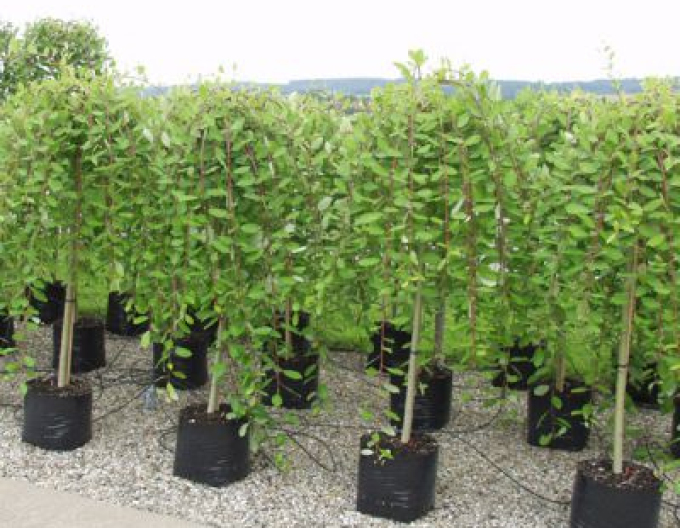 Vysoká převislá vrba ´Kilmarnock´ na kmínku 80cm