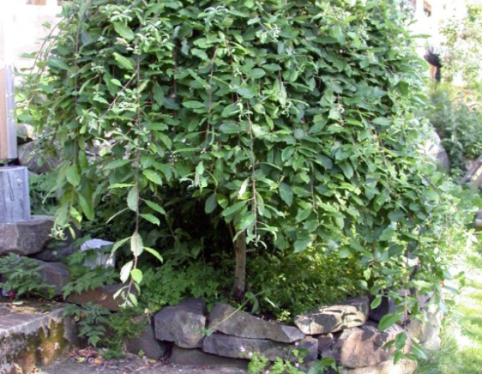 Vysoká převislá vrba ´Kilmarnock´ na kmínku 80cm