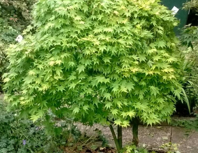 Javor dlanitolistý Verde