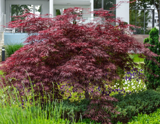 Javor dlanitolistý Garnet na kmínku 190cm