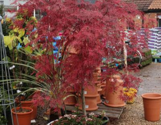 Javor dlanitolistý Garnet na kmínku 190cm