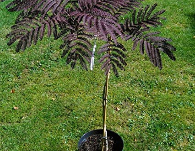 Albizia růžová ´Summer Chocolate´ 125 - 150cm
