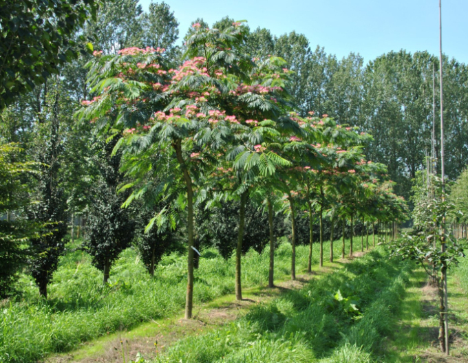 Albizia růžová 125 - 150cm