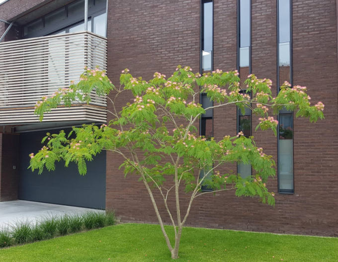 Albizia růžová 125 - 150cm