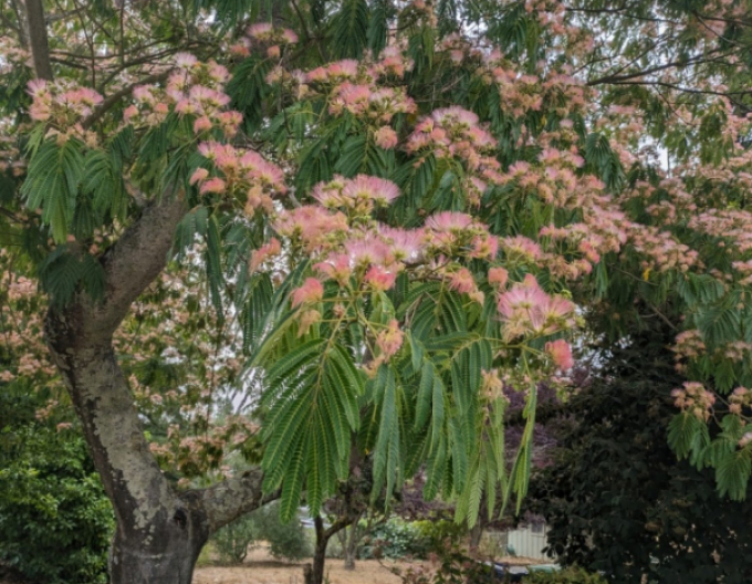 Albizia růžová 125 - 150cm
