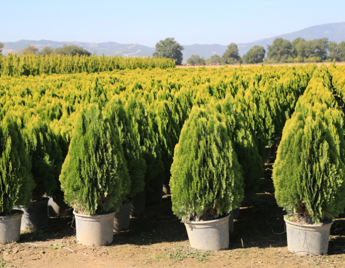 Zerav východní  Aurea Nana