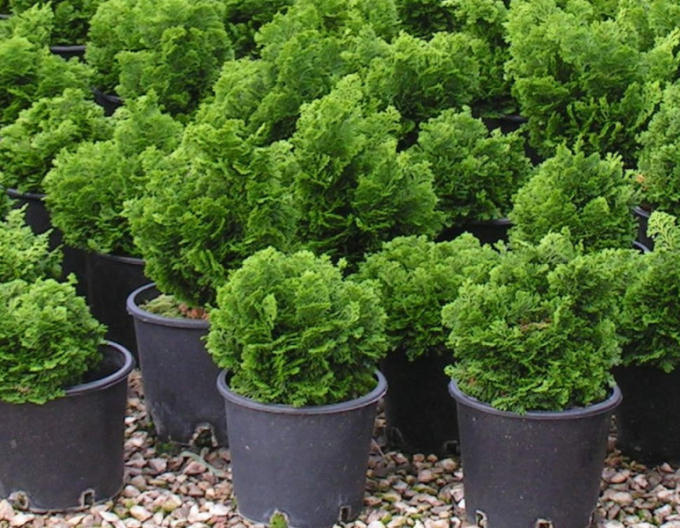 Cypřišek NANA GRACILIS