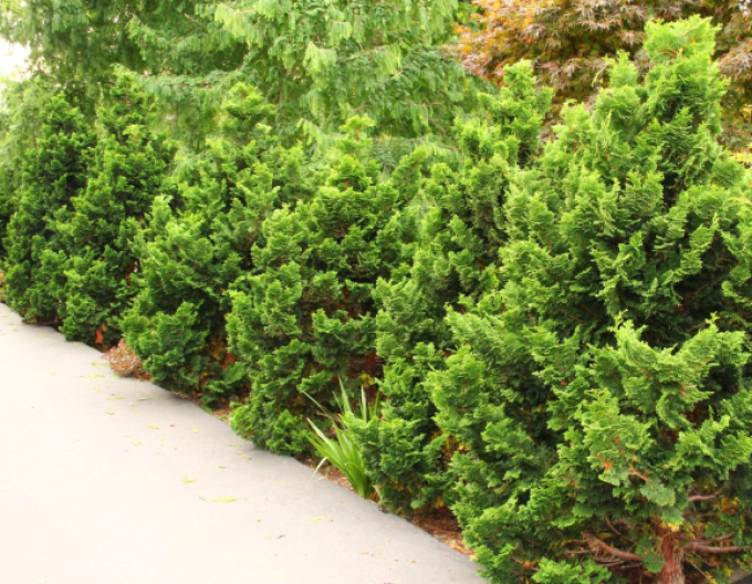 Cypřišek NANA GRACILIS