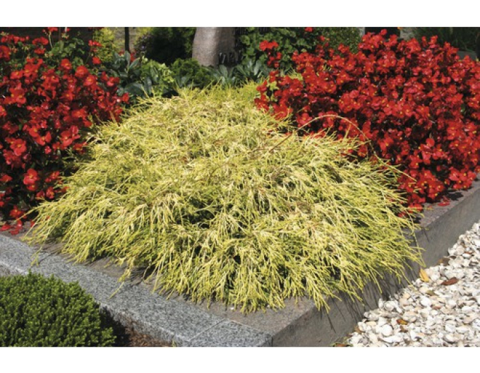 Cypřišek hrachonosný Sungold