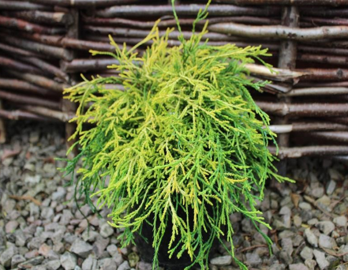 Cypřišek hrachonosný Sungold