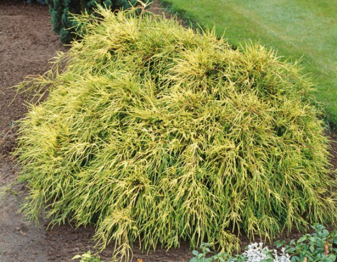 Cypřišek hrachonosný Sungold