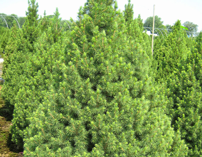 Smrk bílý ´Conica´