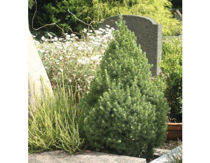 Smrk bílý ´Conica´