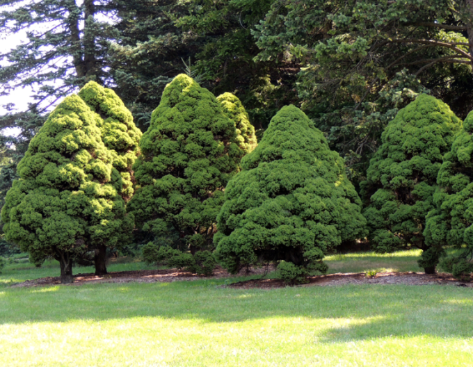 Smrk bílý ´Conica´