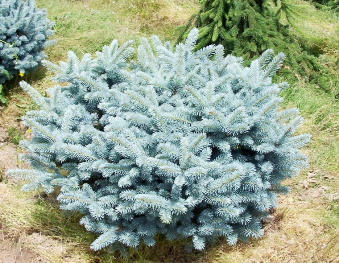 Smrk ztepilý Glauca Globosa