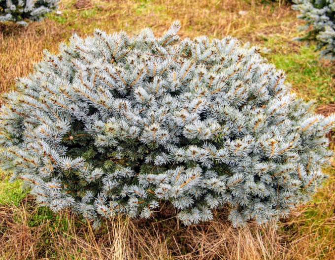 Smrk ztepilý Glauca Globosa