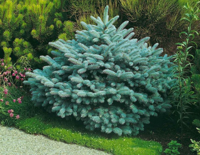 Smrk ztepilý Glauca Globosa