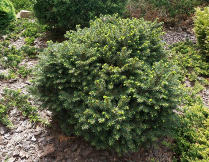 Balkánský smrk ´Karel´