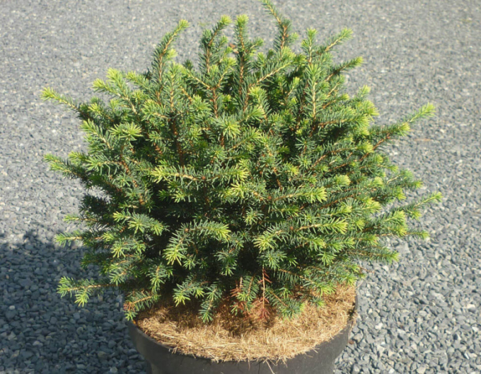 Balkánský smrk ´Karel´