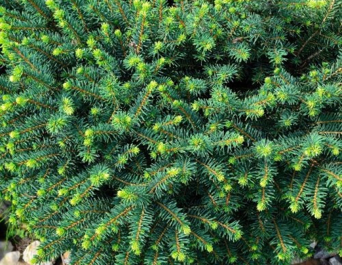 Balkánský smrk ´Karel´