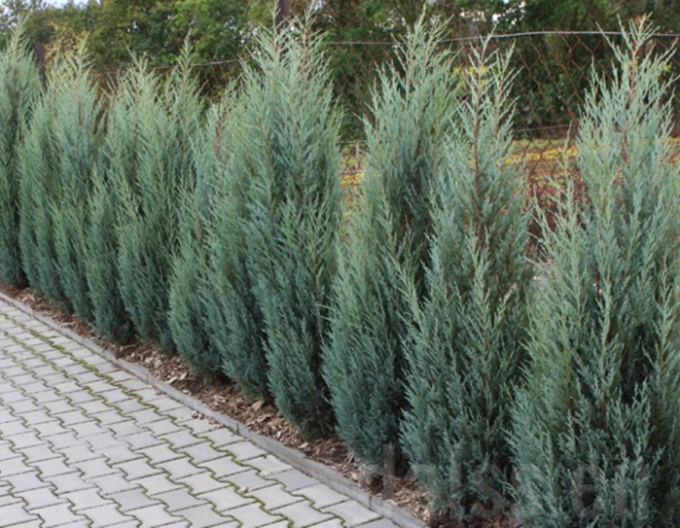 Jalovec virginský  Blue Arrow